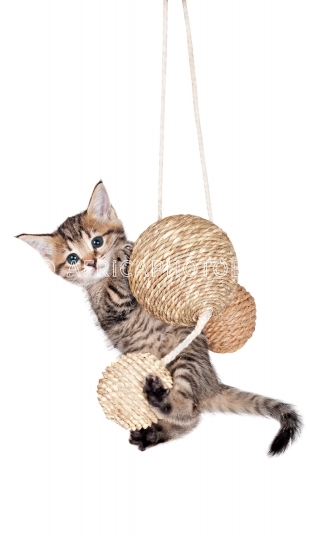 Kitten with balls