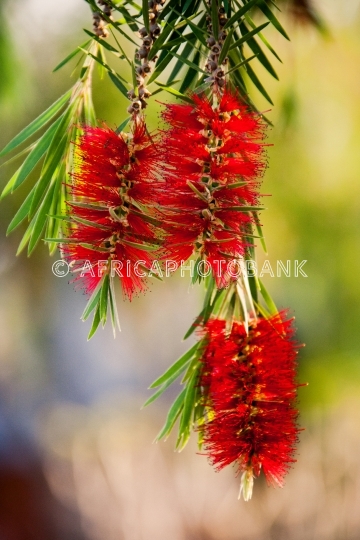 callistemon flower