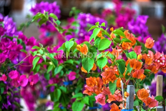 Bougainvillea flower multicolor