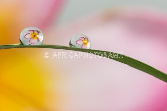 Refractive flowers in water _drop_s