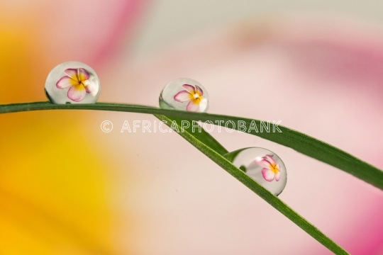 Refractive flowers in water _drop_s