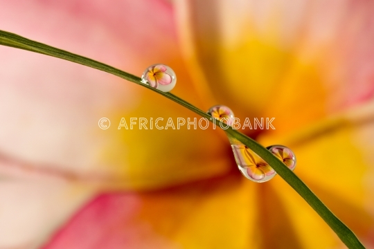 Refractive flowers in water _drop_s