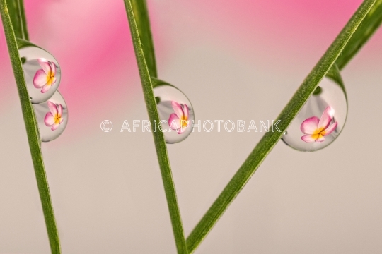 Refractive flowers in water _drop_s