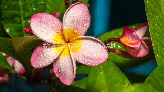 Frangipani flowers
