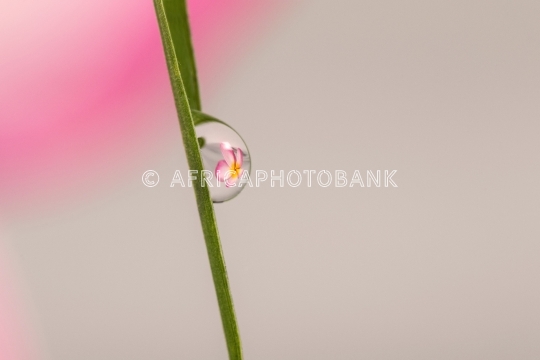 Refractive flowers in water _drop_s