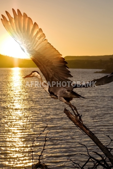 wild bird at sunset on lake