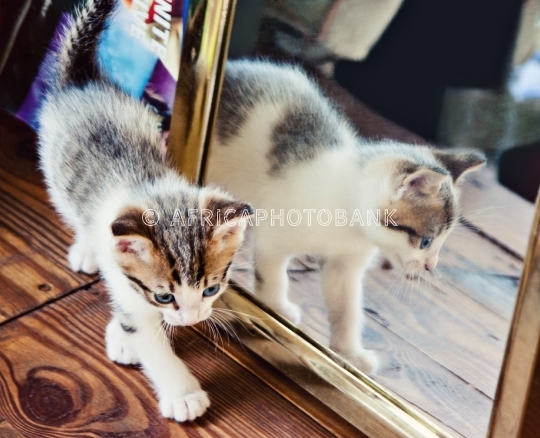 baby kitten