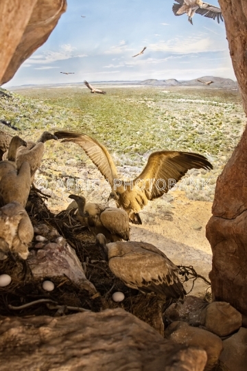 Cape vultures in Otse, Botswana