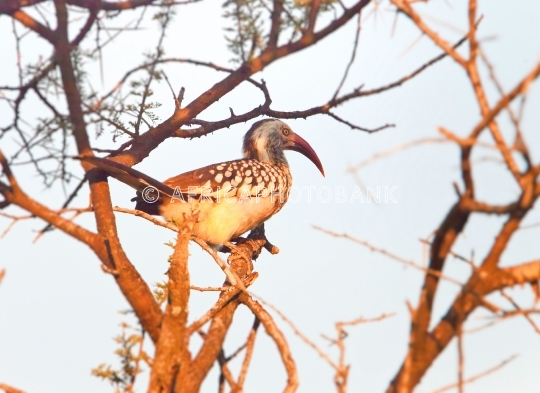 Red billed African Hornbill 