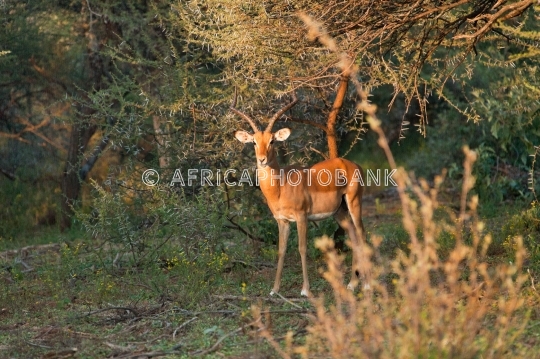 sprinbok antelope in dense bush
