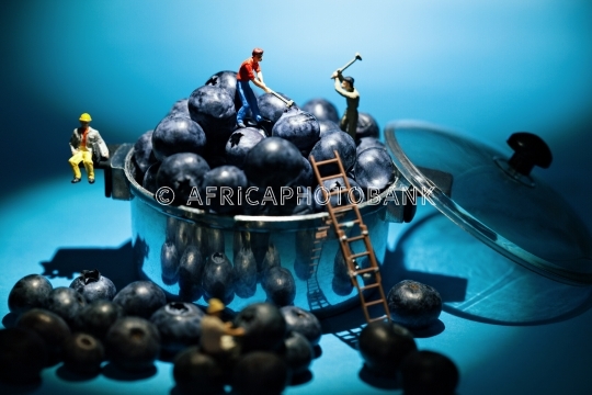 blueberry miner  workers