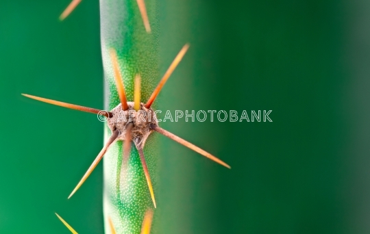 abstract background cactus thorns