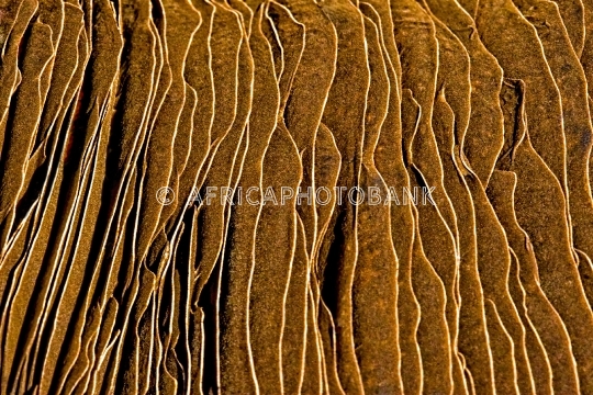 close-up tree fungus