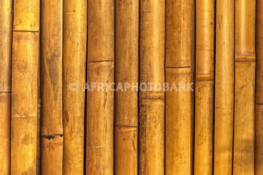 bamboo texture