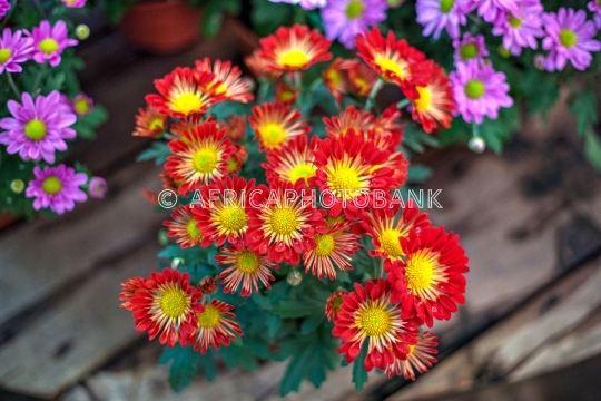 roosvygie bunch of flowers
