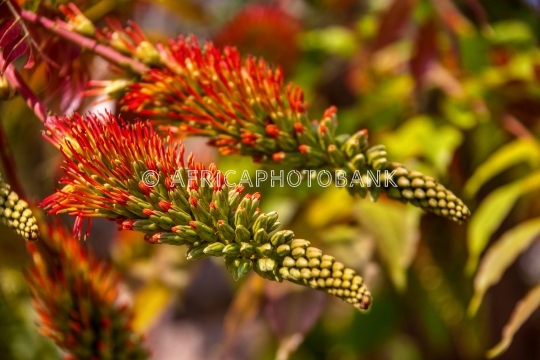 torch lily