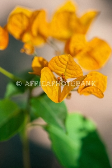 Bougainvillea flower