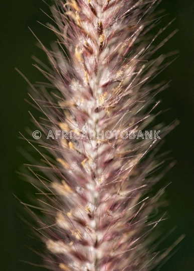 Ornamental grass