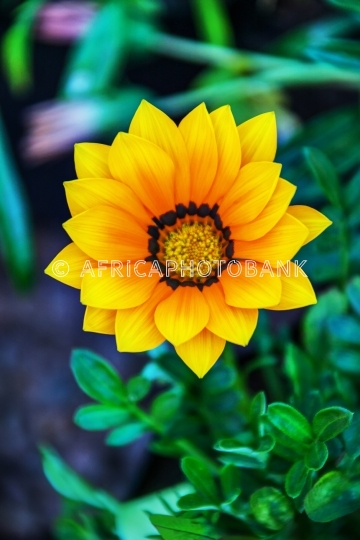 gazania flower