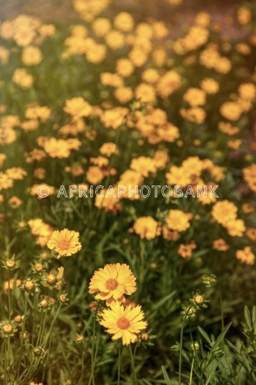 rudbeckia flowers