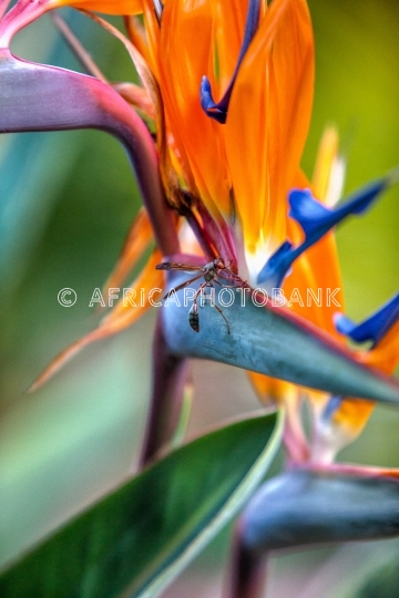 Bird of paradise flower