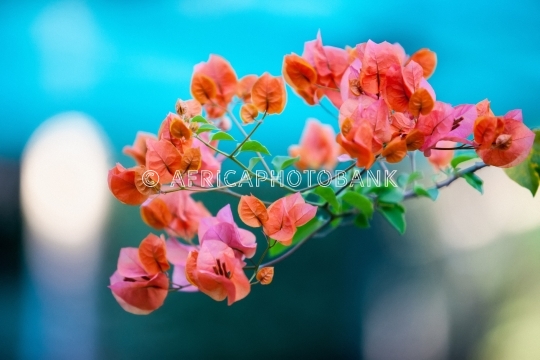Bougainvillea flower