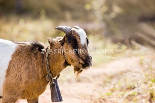 African goat