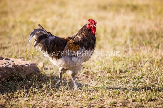 African rooster