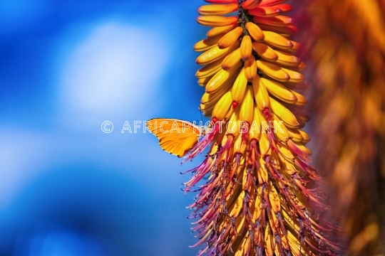 butterfly on a sunbird flower