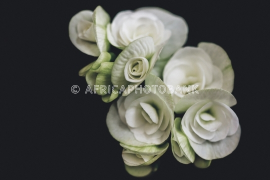 white roses art black background