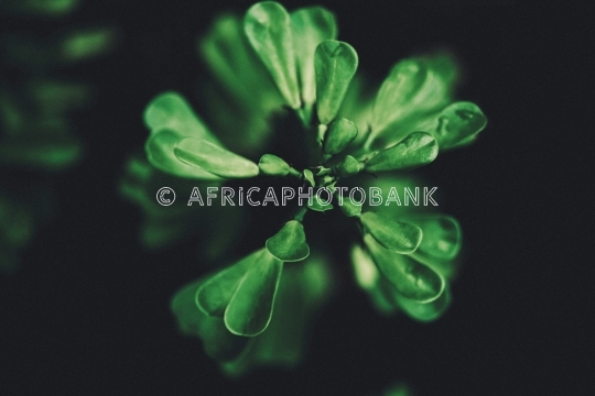 Carassula flower 