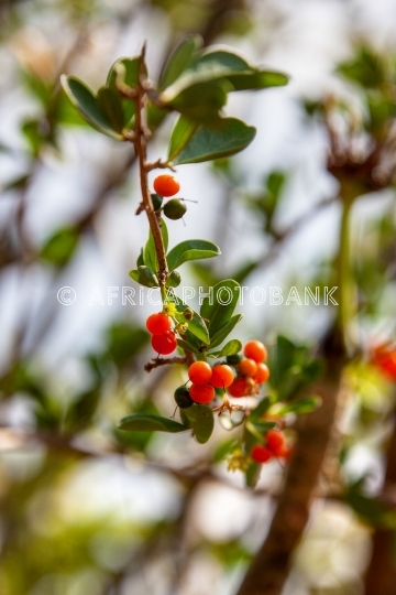 Yaupon Holly Bush Seeds