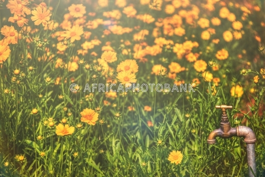 rudbeckia flowers
