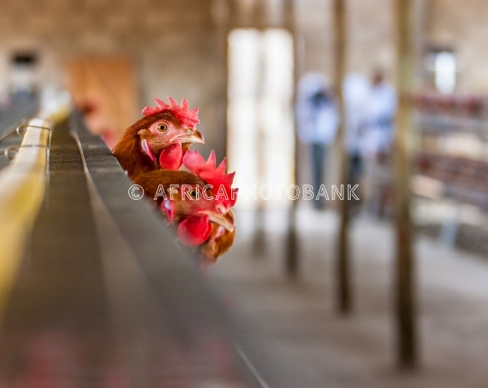 Chicken farm