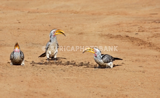 hornbill birds