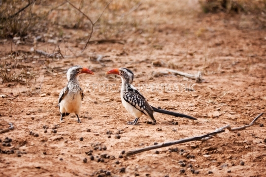 hornbill birds on the sand on the ground, Botswana, Africa.