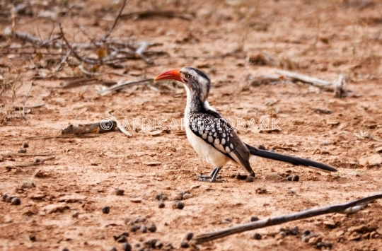 hornbill birds