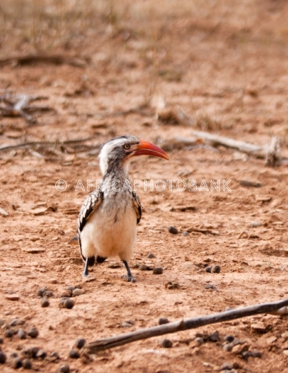 hornbill birds