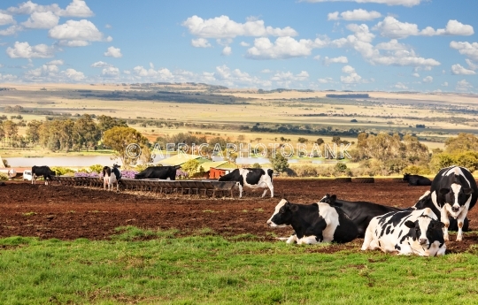 African farm