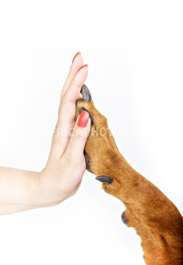 Dog friendship
