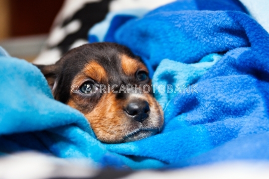 Jack Russel puppy