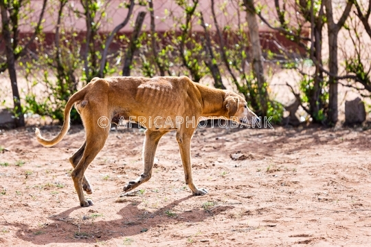 cruelty starving dog