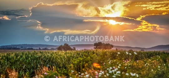 Sunset landscape Johannesburg