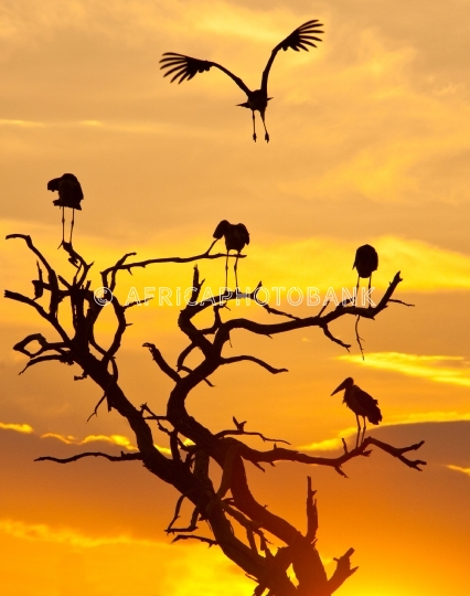 Maribu stork