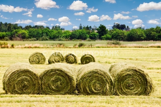 hayfield
