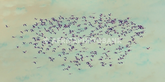 flamingo flock