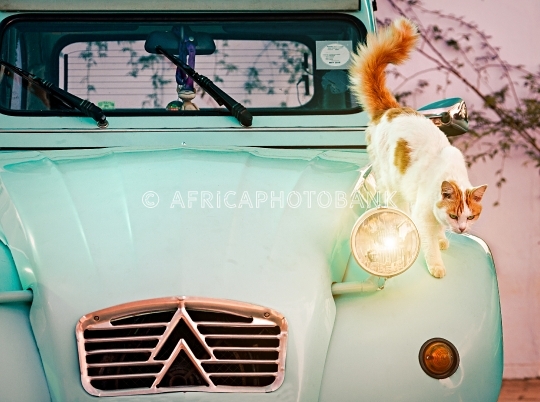 vintage cat