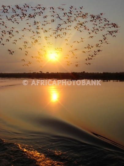 African sunset flamingo flock