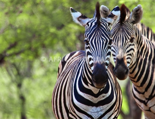 zebras