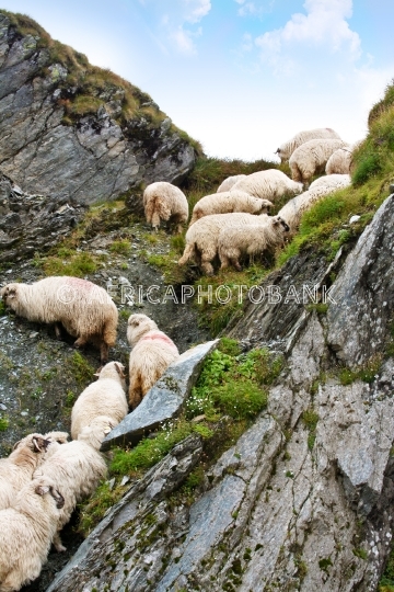 zeckel sheep